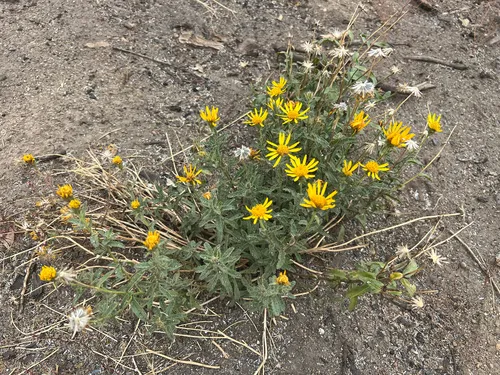 Shortleaf Alpinegold — photo by Ryan Donnelly