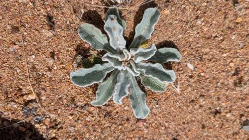 San Diego Alpinegold