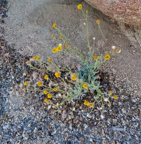 Pumice Alpinegold