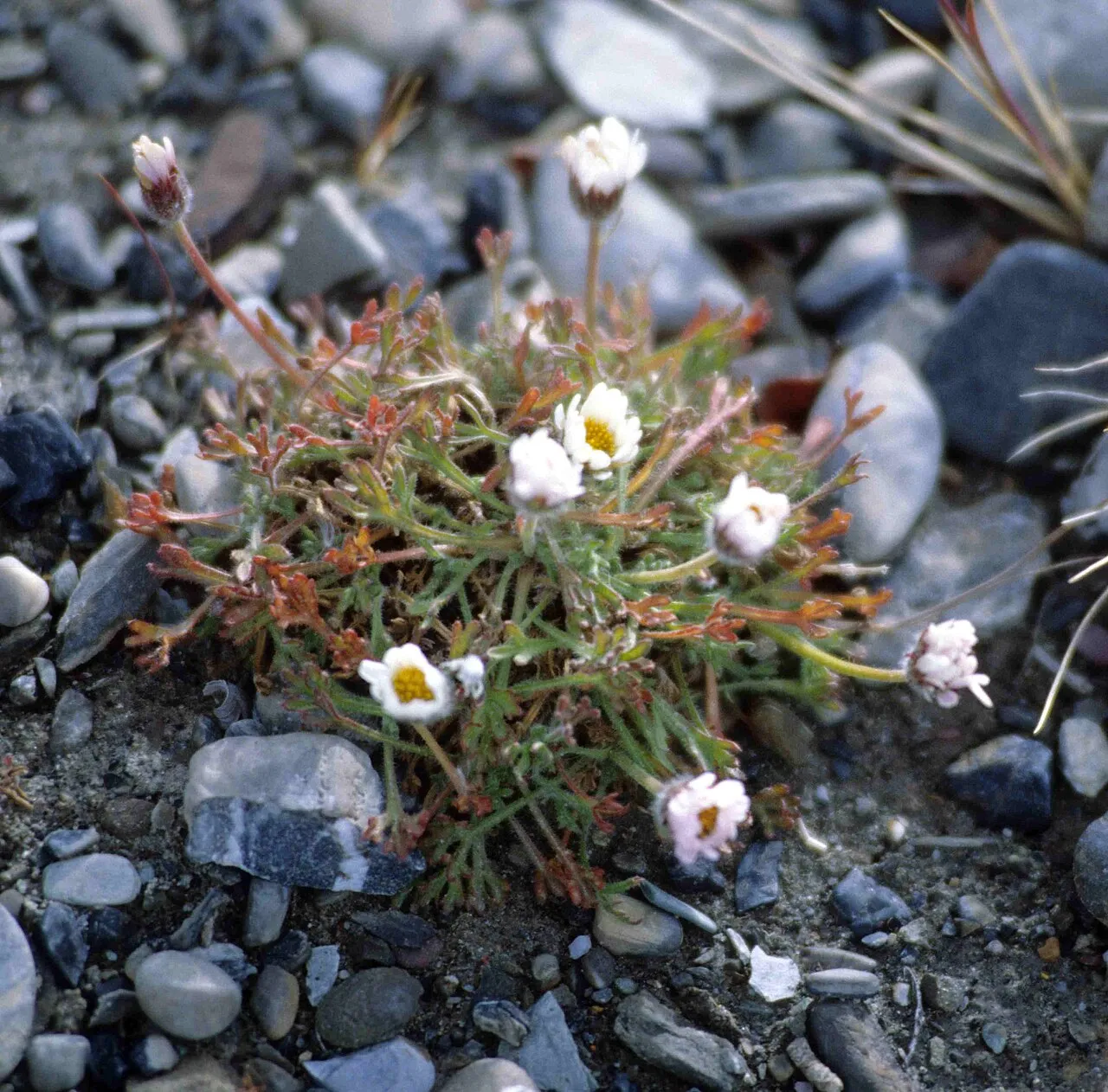 Entireleaf Daisy — photo by Ansgar Walk