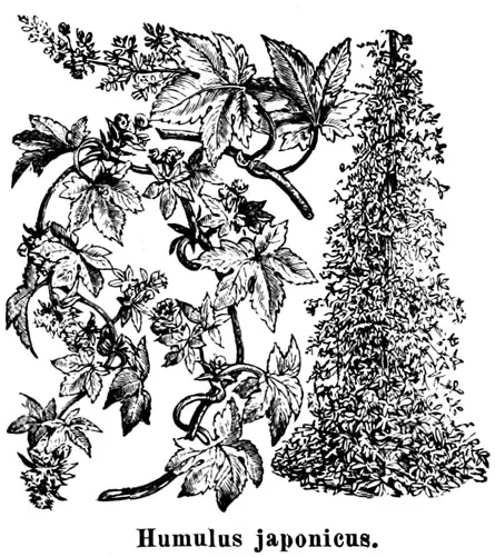 Japanese Hop