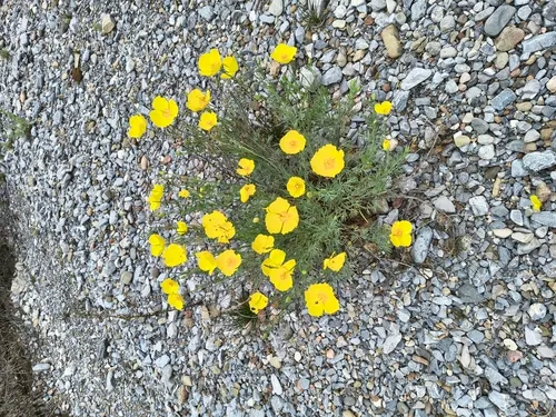Mexican Tulip Poppy — photo by José Juan Flores-Maldonado