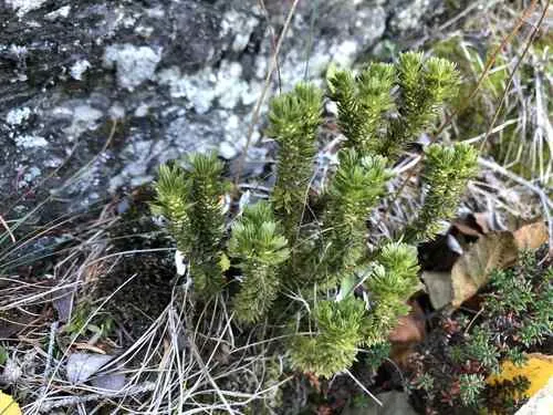 Appalachian Clubmoss