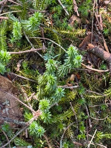 Shining Clubmoss — photo by larryrush