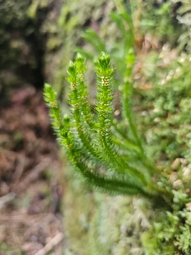 Miyoshi's Clubmoss — photo by M. Goff