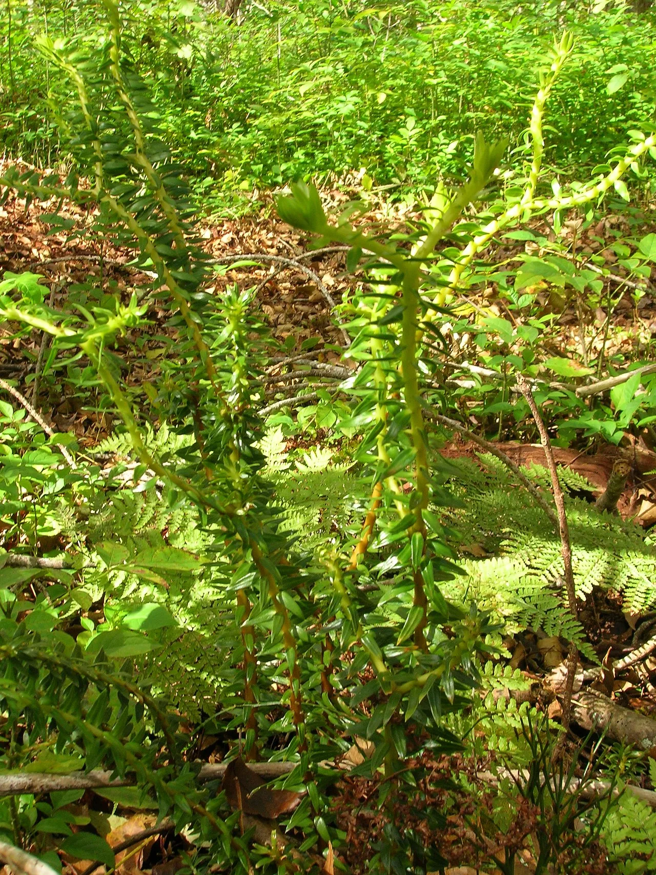 Daggerleaf Clubmoss — photo by Forest and Kim Starr