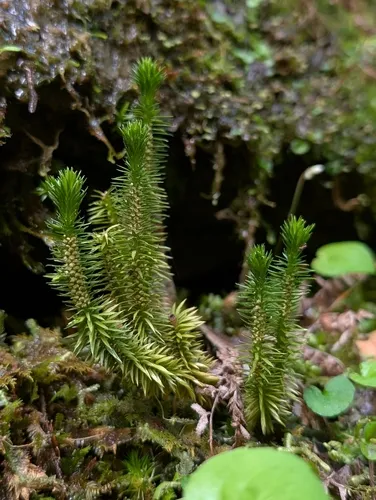 Rock Clubmoss — photo by buzzoffnerds