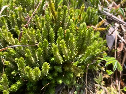 Fir Clubmoss — photo by Konrad and Roland Greinwald