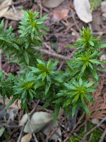 Toothed Clubmoss — photo by plant 0302