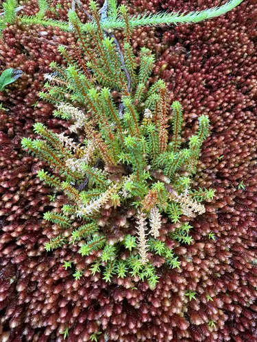 Oriental Clubmoss — photo by 黃美滿