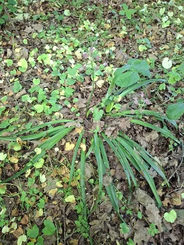 Hispanic Hyacinthoides