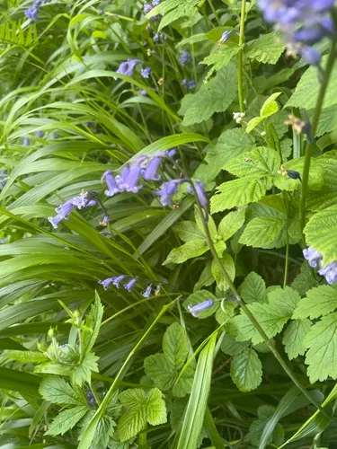 English Bluebell — photo by Kate Hart