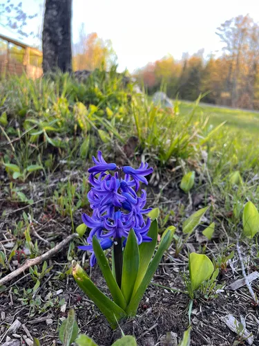Garden Hyacinth — photo by andrew_lane_gordon_