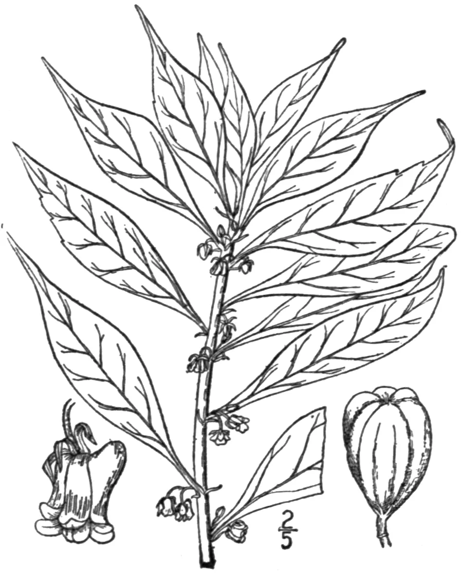 Eastern Greenviolet