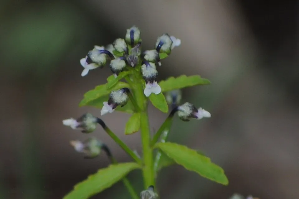 Violetilla