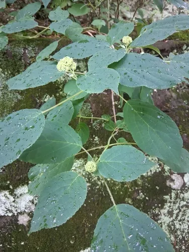 Wild Hydrangea — photo by Perry Garner