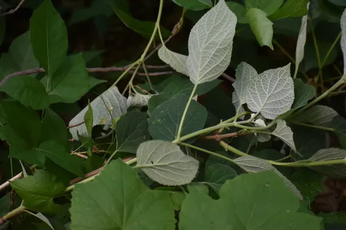 Ashy Hydrangea