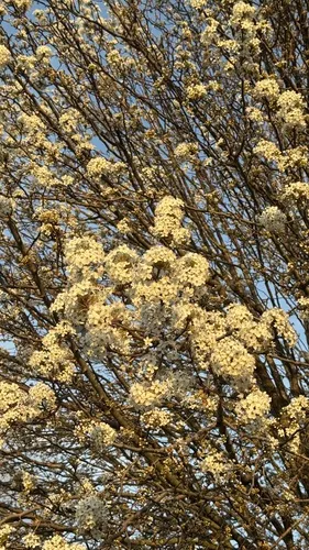Panicled Hydrangea — photo by Rachael