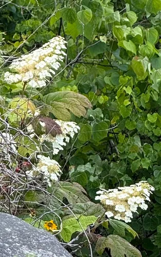 Oakleaf Hydrangea