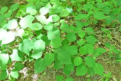 Silverleaf Hydrangea