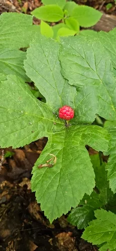 Goldenseal — photo by Chris S.