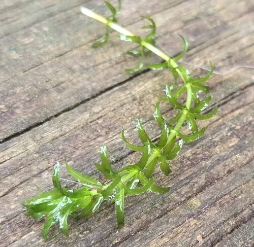 Waterthyme — photo by Matthew Beziat