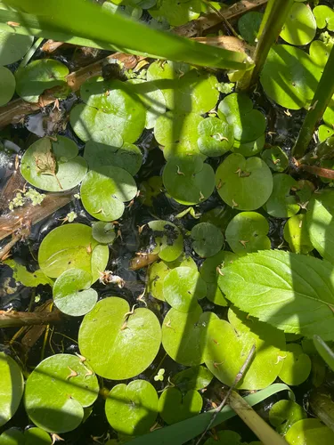 Common Frogbit — photo by yubakur
