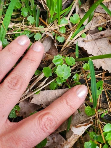 American Marshpennywort