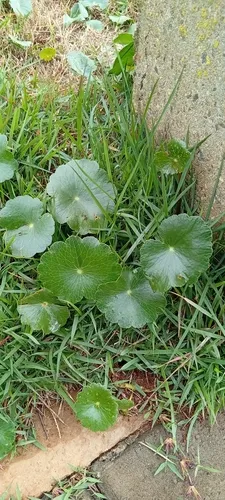 Largeleaf Pennywort