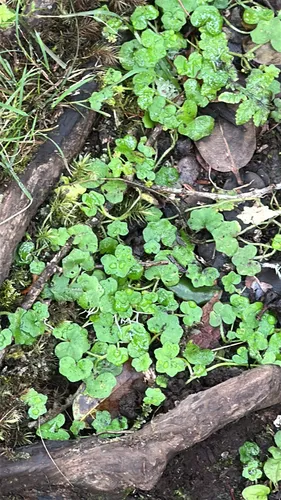 Largeleaf Marshpennywort — photo by Carlos/Giancarla Ross (AnimeBirder)
