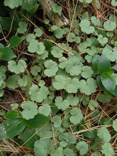 Musky Marshpennywort — photo by Colin Meurk