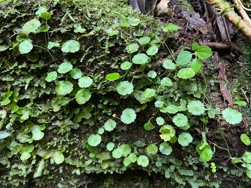 Tropical Marshpennywort — photo by Steve Maldonado Silvestrini