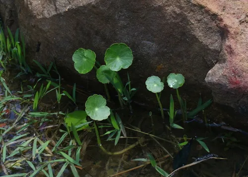 Manyflower Marshpennywort