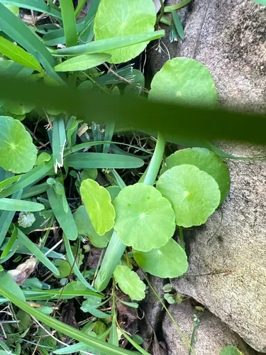 Whorled Marshpennywort