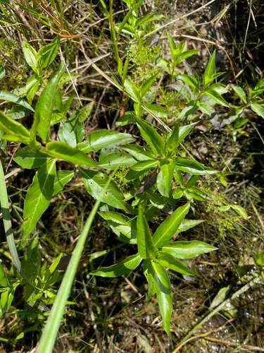 Ovate False Fiddleleaf — photo by Matt