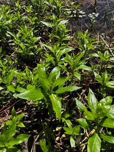 Oneflower False Fiddleleaf