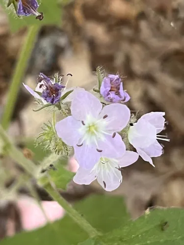 Great Waterleaf