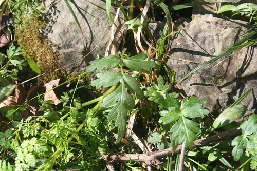 Brown's Waterleaf — photo by Derek S. Anderson