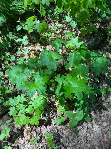 Bluntleaf Waterleaf