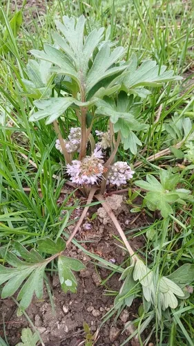 Ballhead Waterleaf