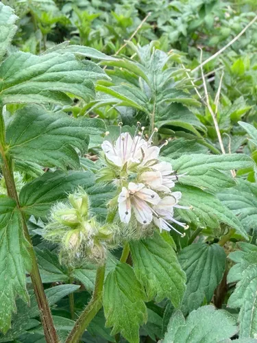 Fendler's Waterleaf