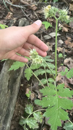 Largeleaf Waterleaf — photo by gigiquin0626