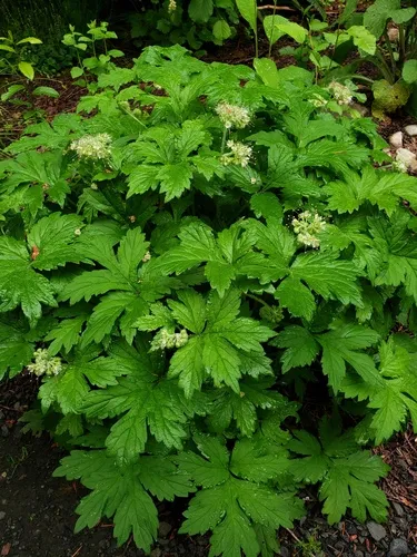 Pacific Waterleaf — photo by Jeb Maki