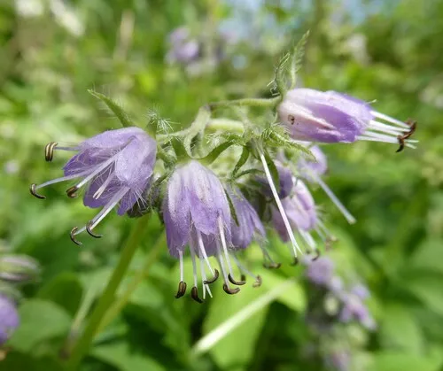 Eastern Waterleaf