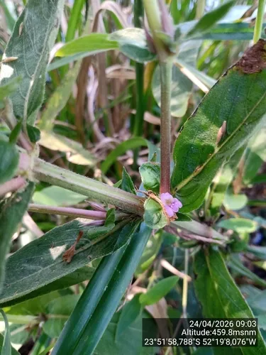 Yerba De Hicotea