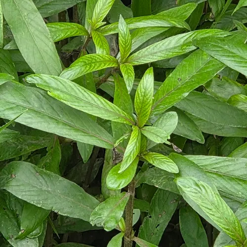 Gulf Swampweed