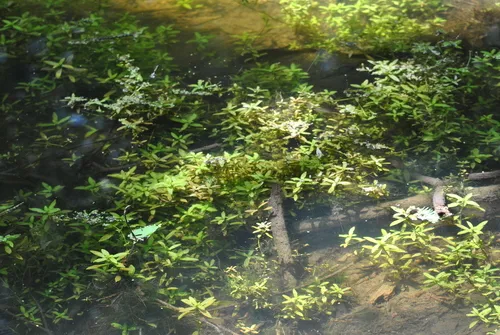 Indian Swampweed — photo by beth_snow