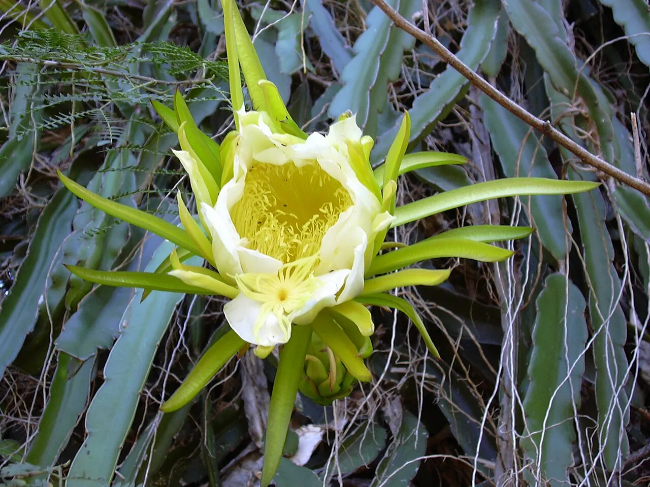 Nightblooming Cactus