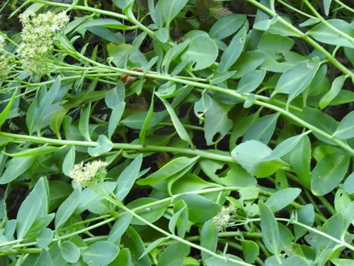 Garden Stonecrop