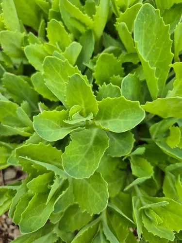 Showy Stonecrop